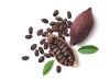 Cocoa bean